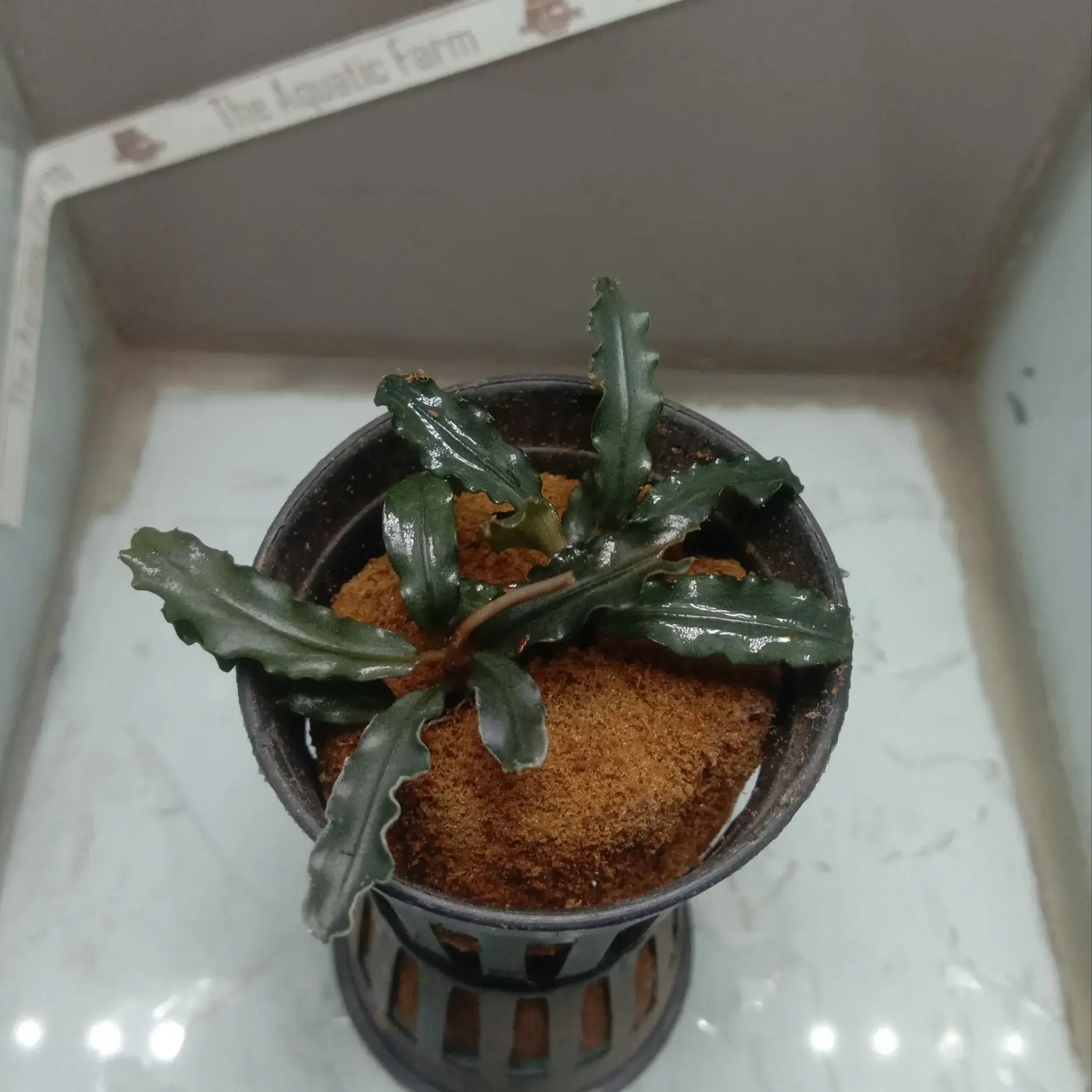 Buy Bucephalandra online at best price | theaquaticfarm