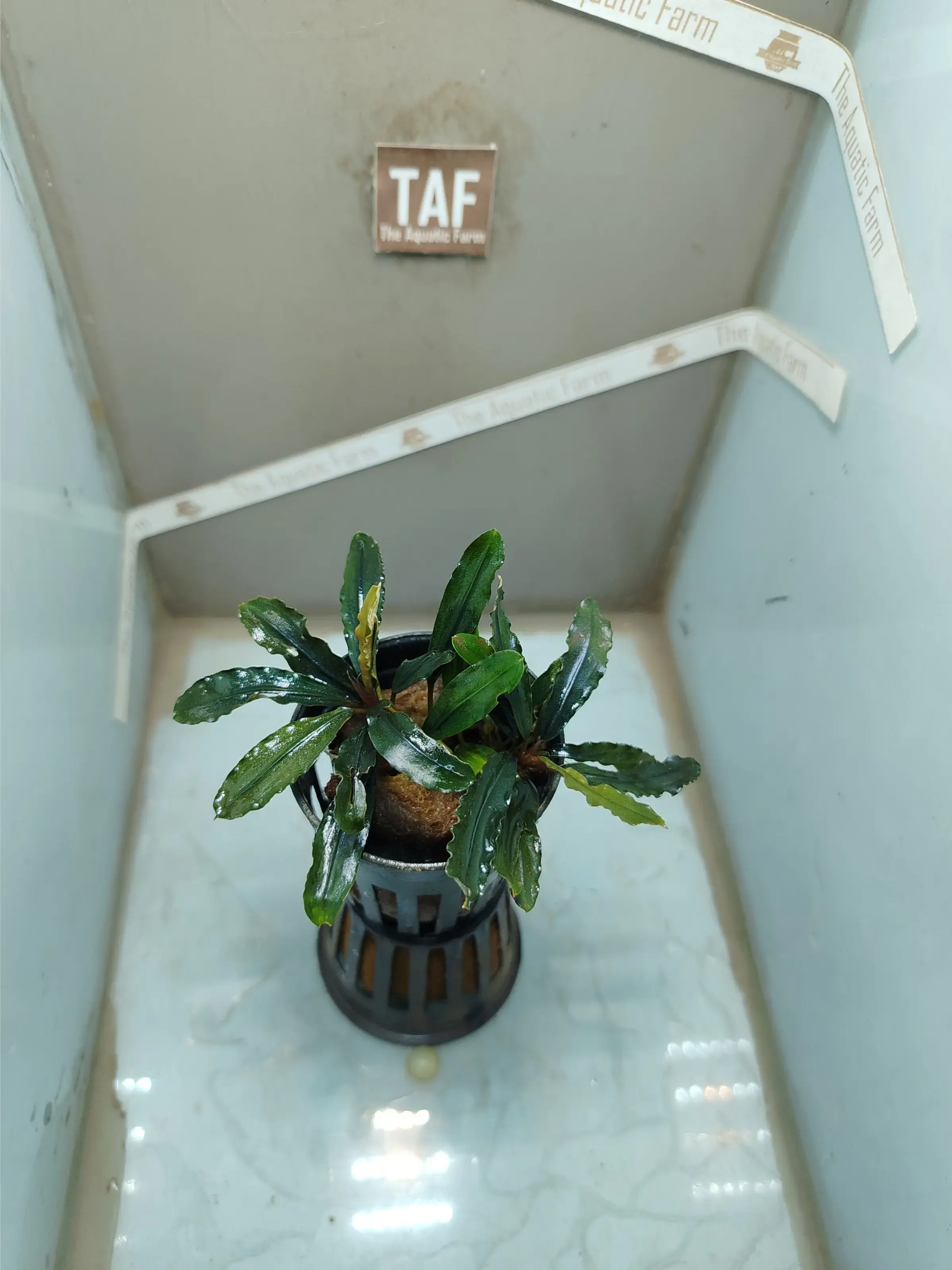 Buy Bucephalandra Melawi Green online at best price | theaquaticfarm