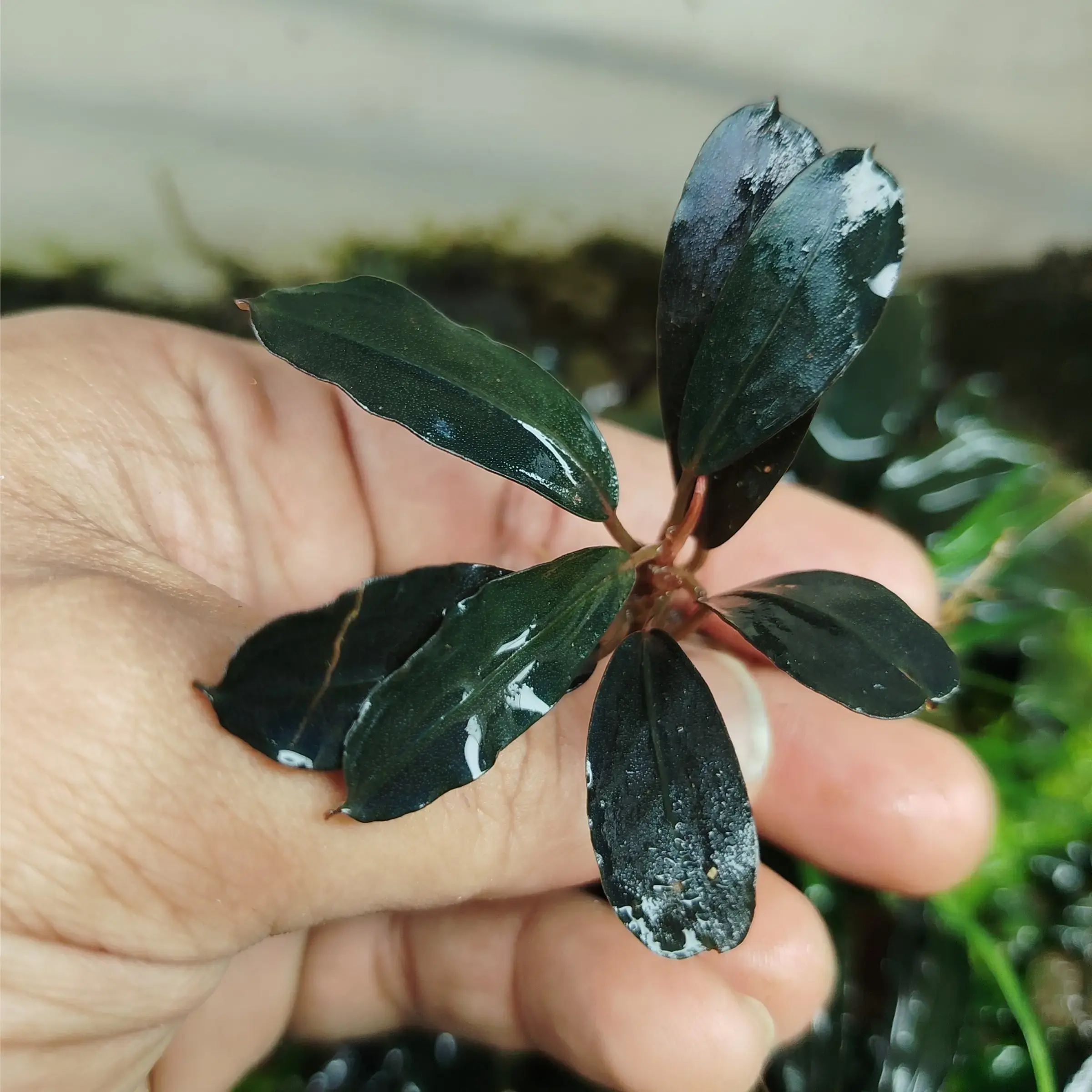 Buy Bucephalandra online at best price | theaquaticfarm