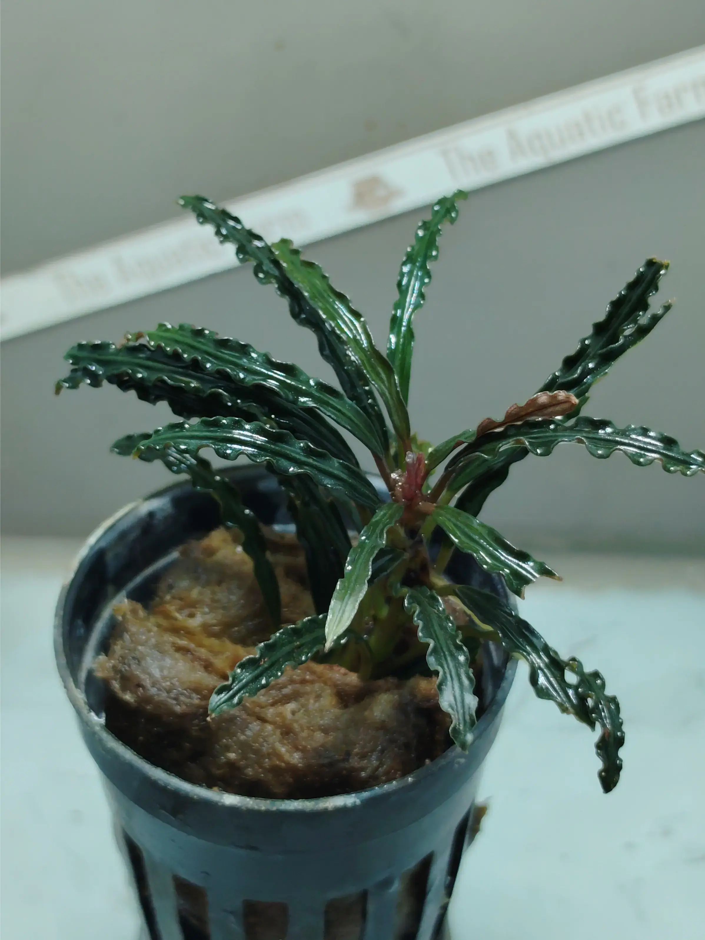 Buy Bucephalandra online at best price | theaquaticfarm