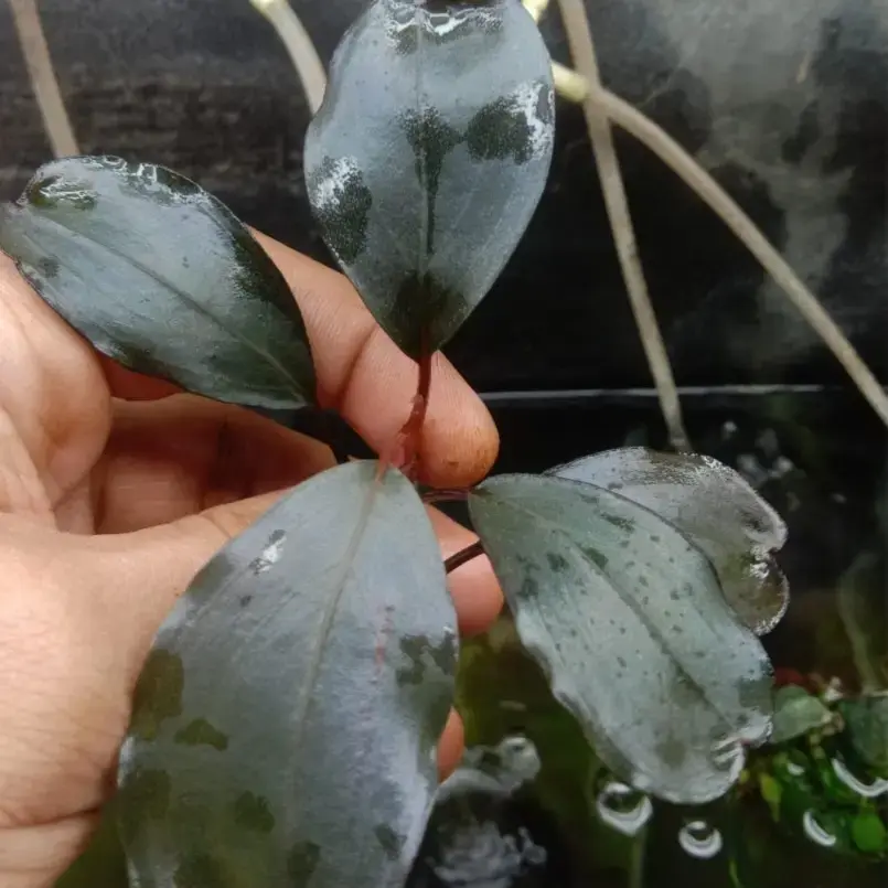Buy Bucephalandra online at best price | theaquaticfarm