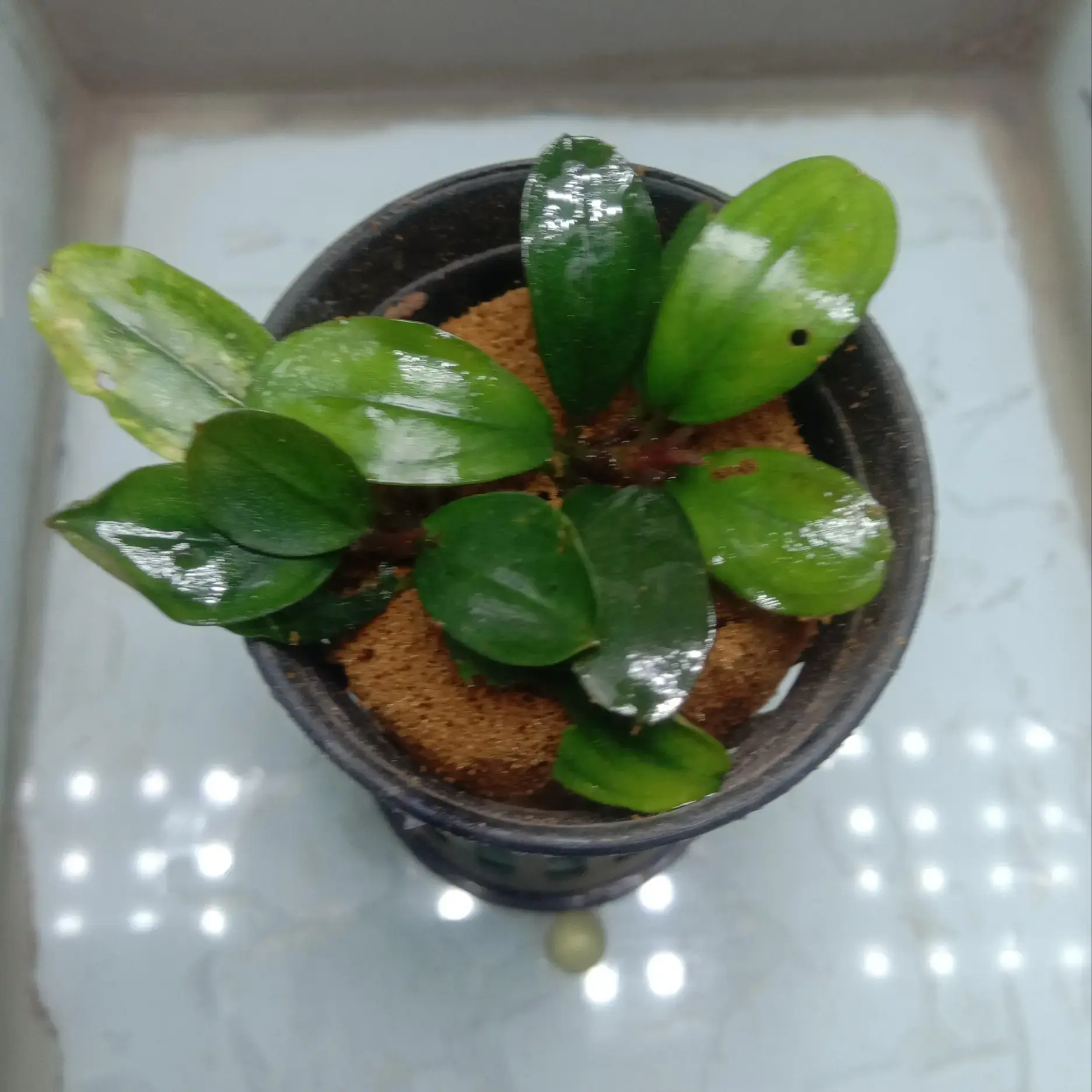 Buy Bucephalandra online at best price | theaquaticfarm