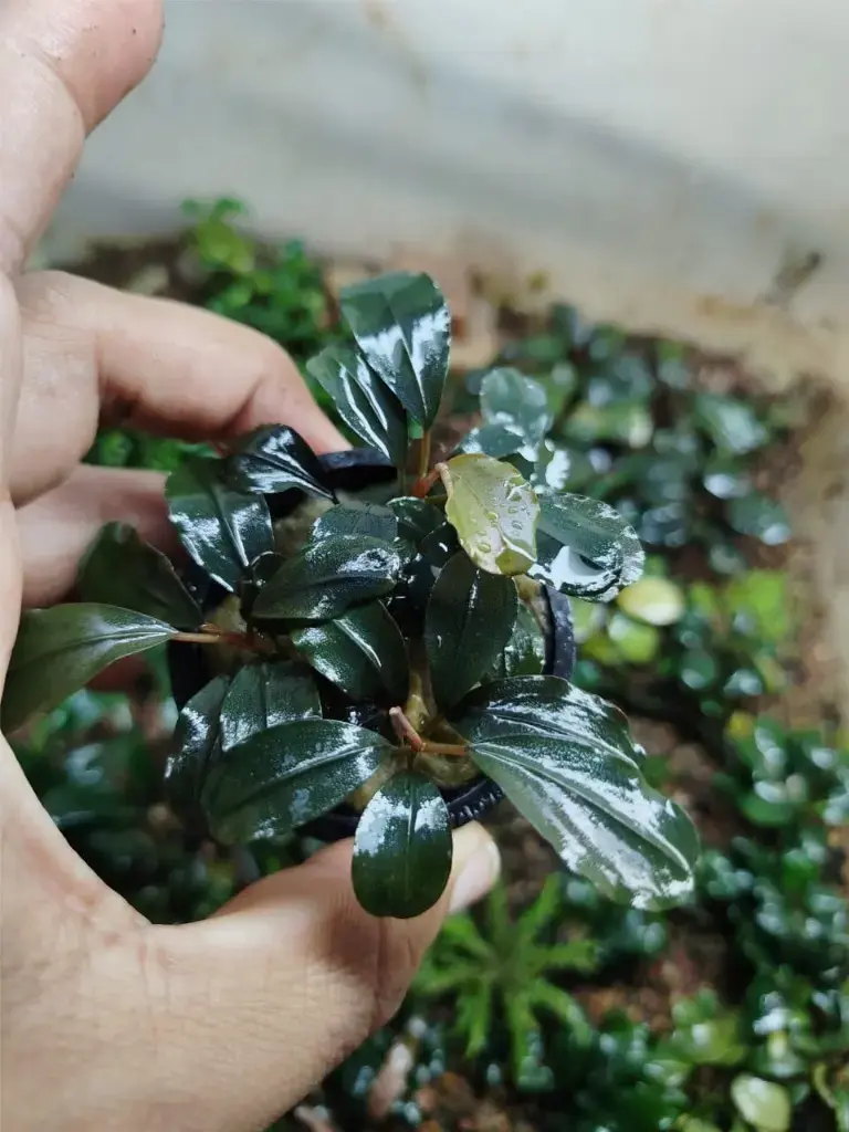 Buy Bucephalandra online at best price | theaquaticfarm