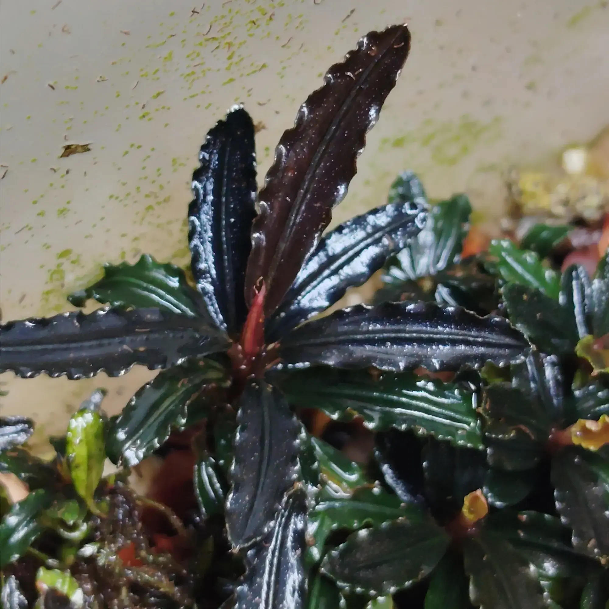 Buy Bucephalandra online at best price | theaquaticfarm