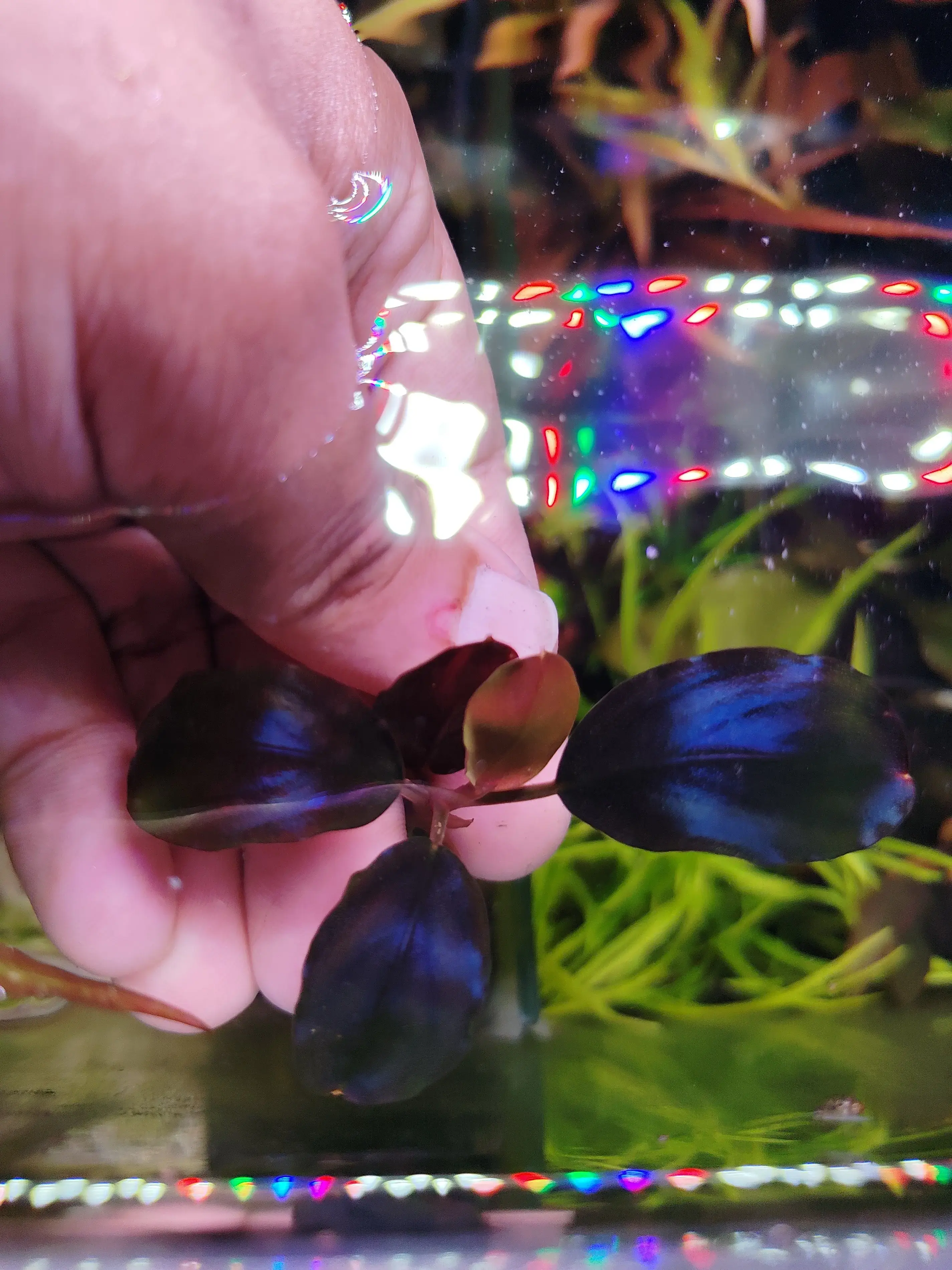 Buy Bucephalandra Moonlight (Submersed) online at best price Buy Bucephalandra Moonlight (Submersed) online at best price