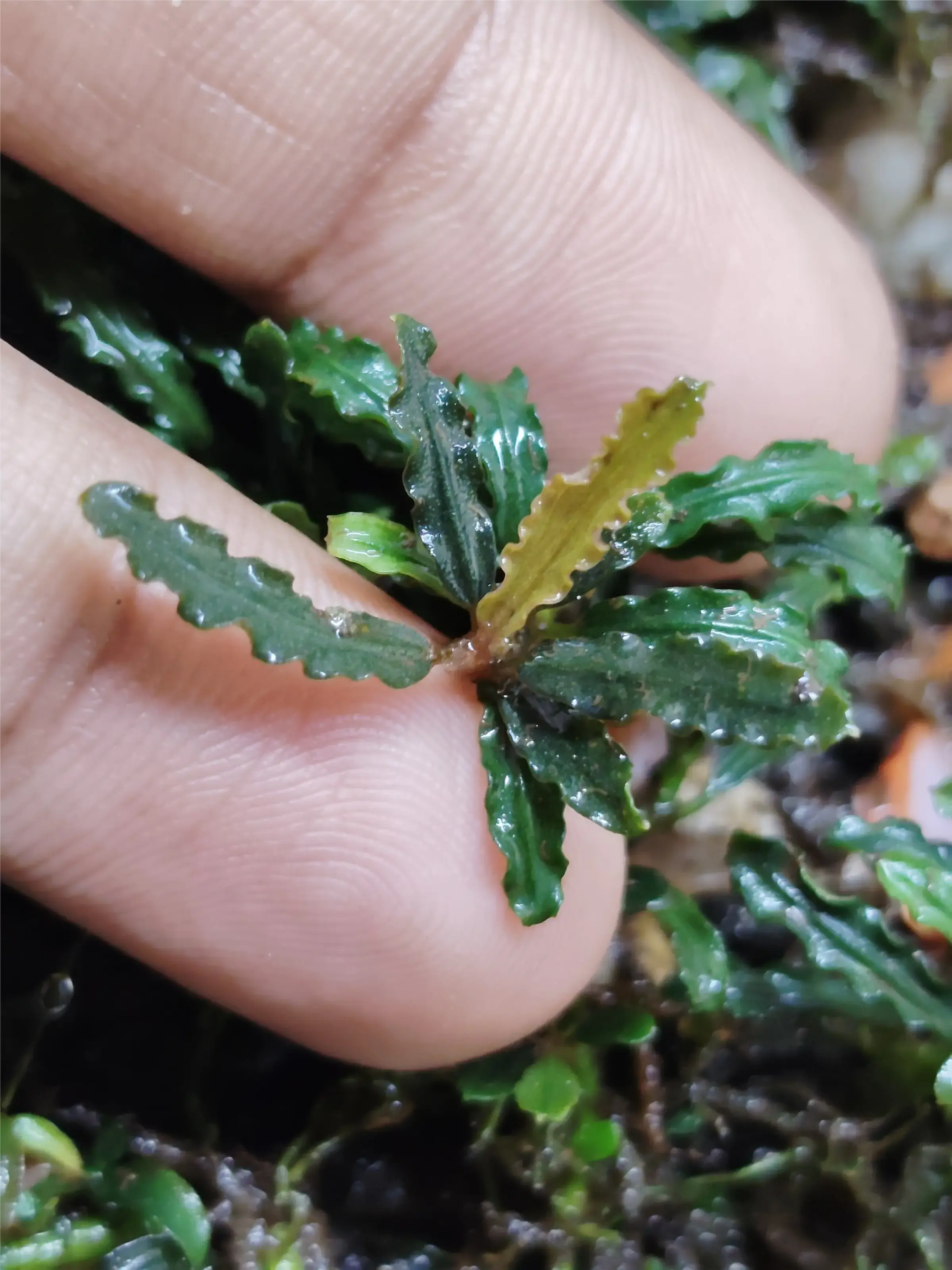 水草 Bucephalandra sp. Malinau kalimantan Buy Bucephalandra Mini velvet/cathrine online at best price