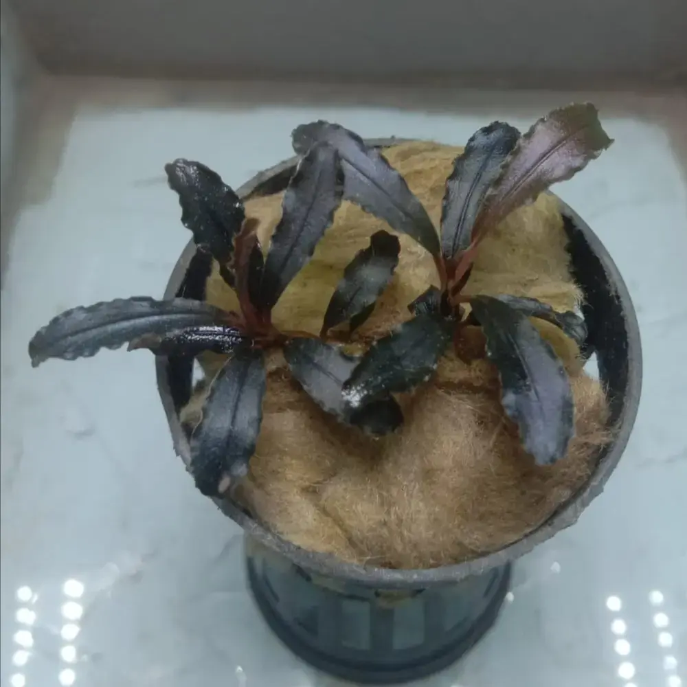 Bucepharandra4株セット Buy Bucephalandra online at best price | theaquaticfarm