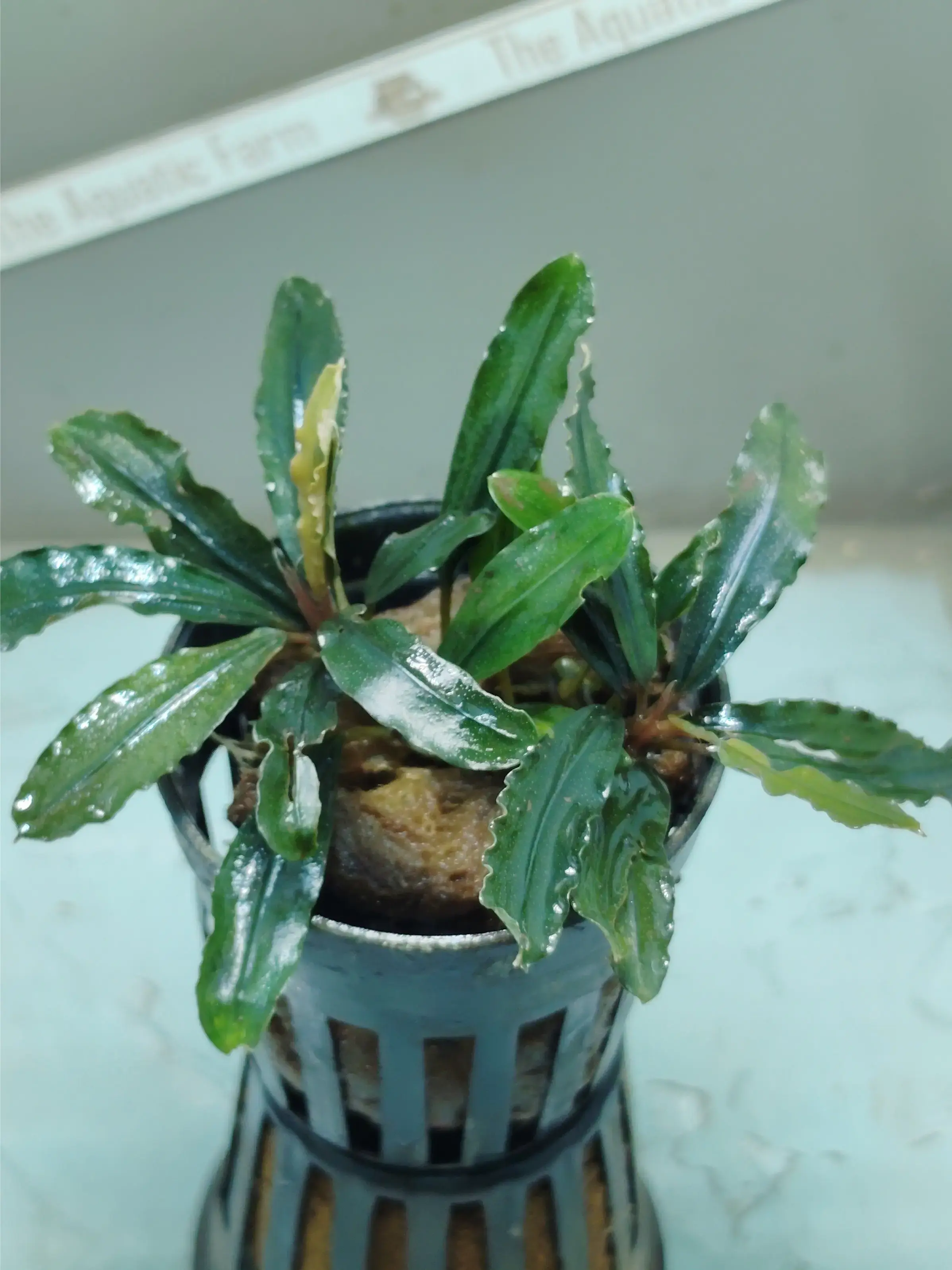 Buy Bucephalandra online at best price | theaquaticfarm