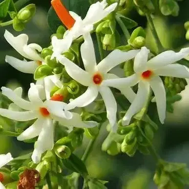 All Time Night (Harshringar) Flower Plant - 1