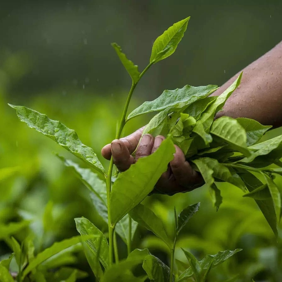 Tea Plant - 1