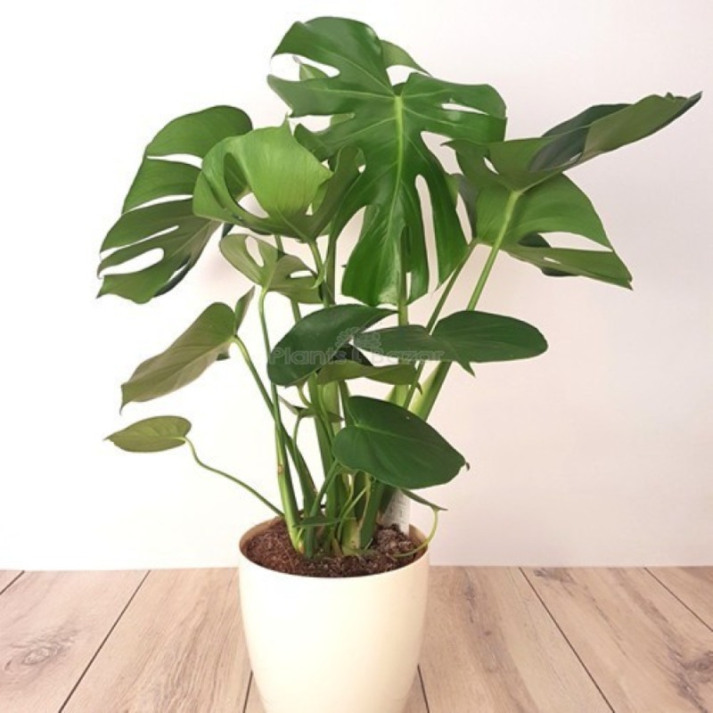 Monstera Deliciosa Plant - 1