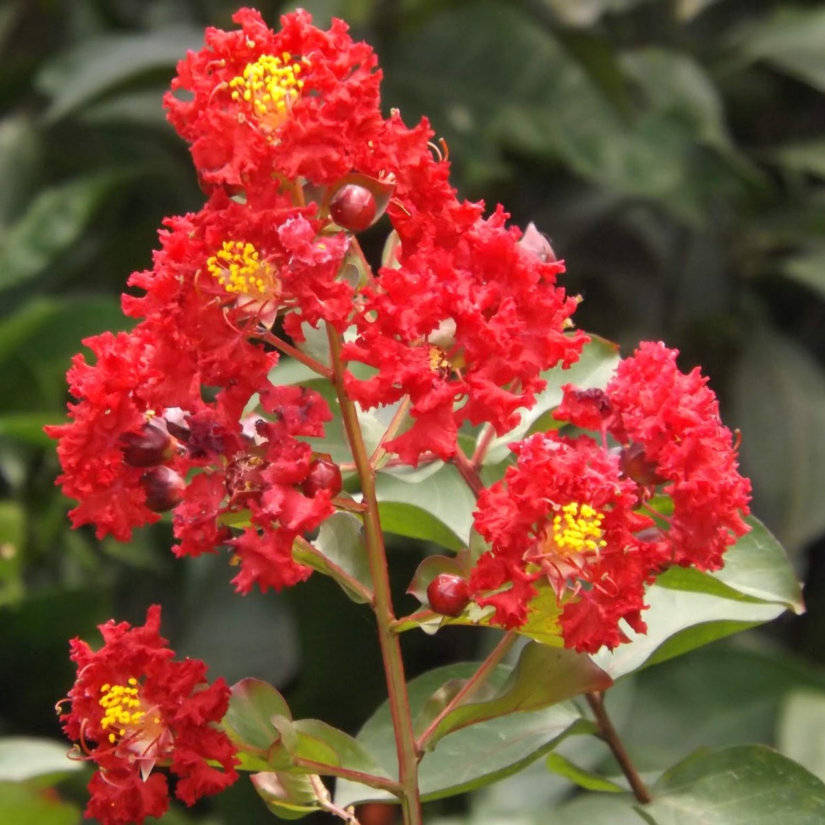 Furush Flower Plant Red - 1