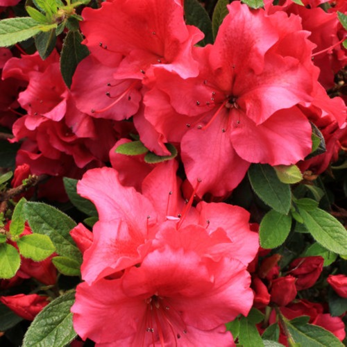 Azalea Flower Plant Red - 1