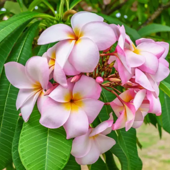 Frangipani ( Plumeria ) Plant - 1
