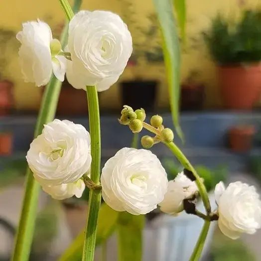 Buy Water Rose Plant online at best price | India Plant Market