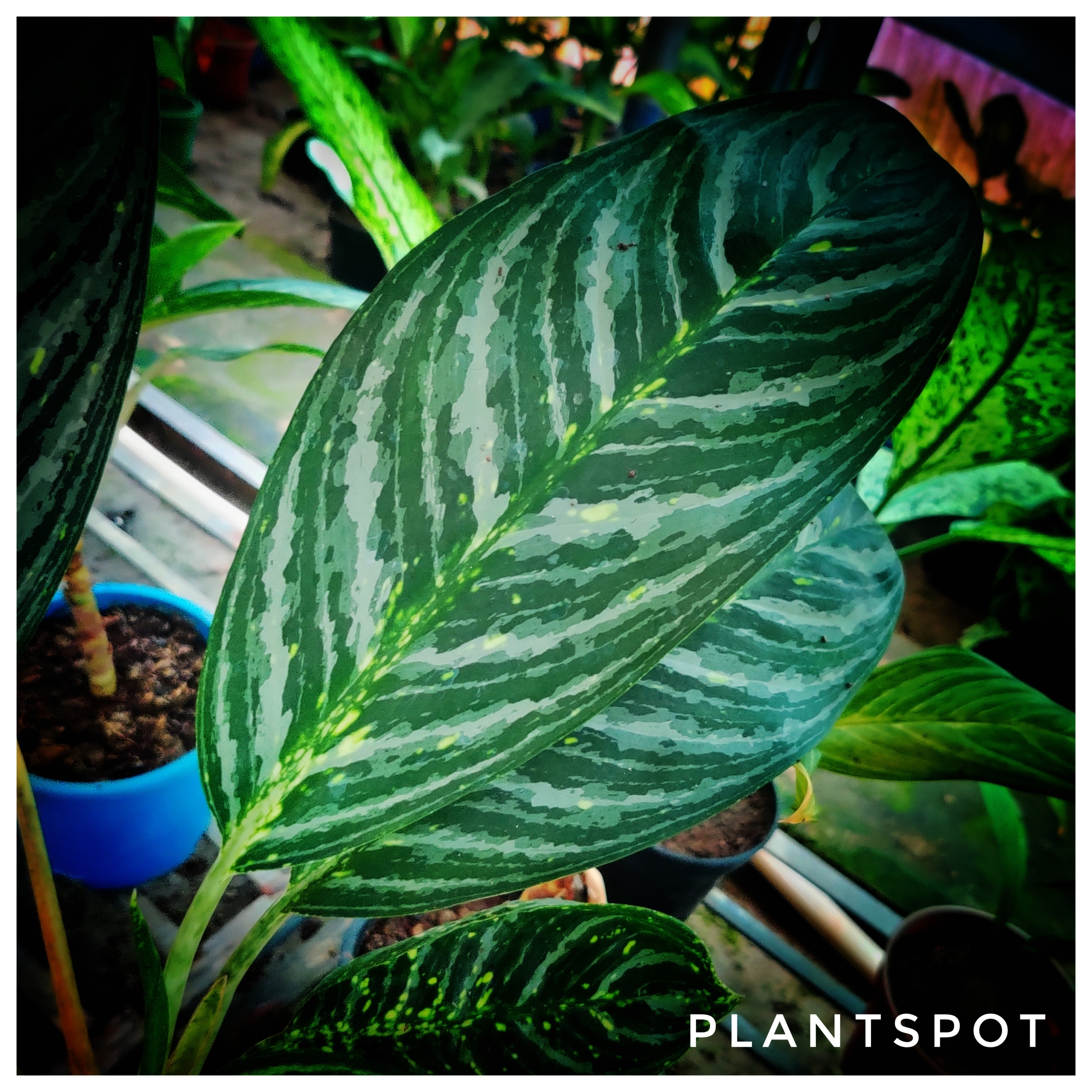 ✴︎Aglaonema stripes curtisii×Manila✴︎ ✴︎Aglaonema stripes curtisii×Manila✴︎子株あり Buy AGLAONEMA