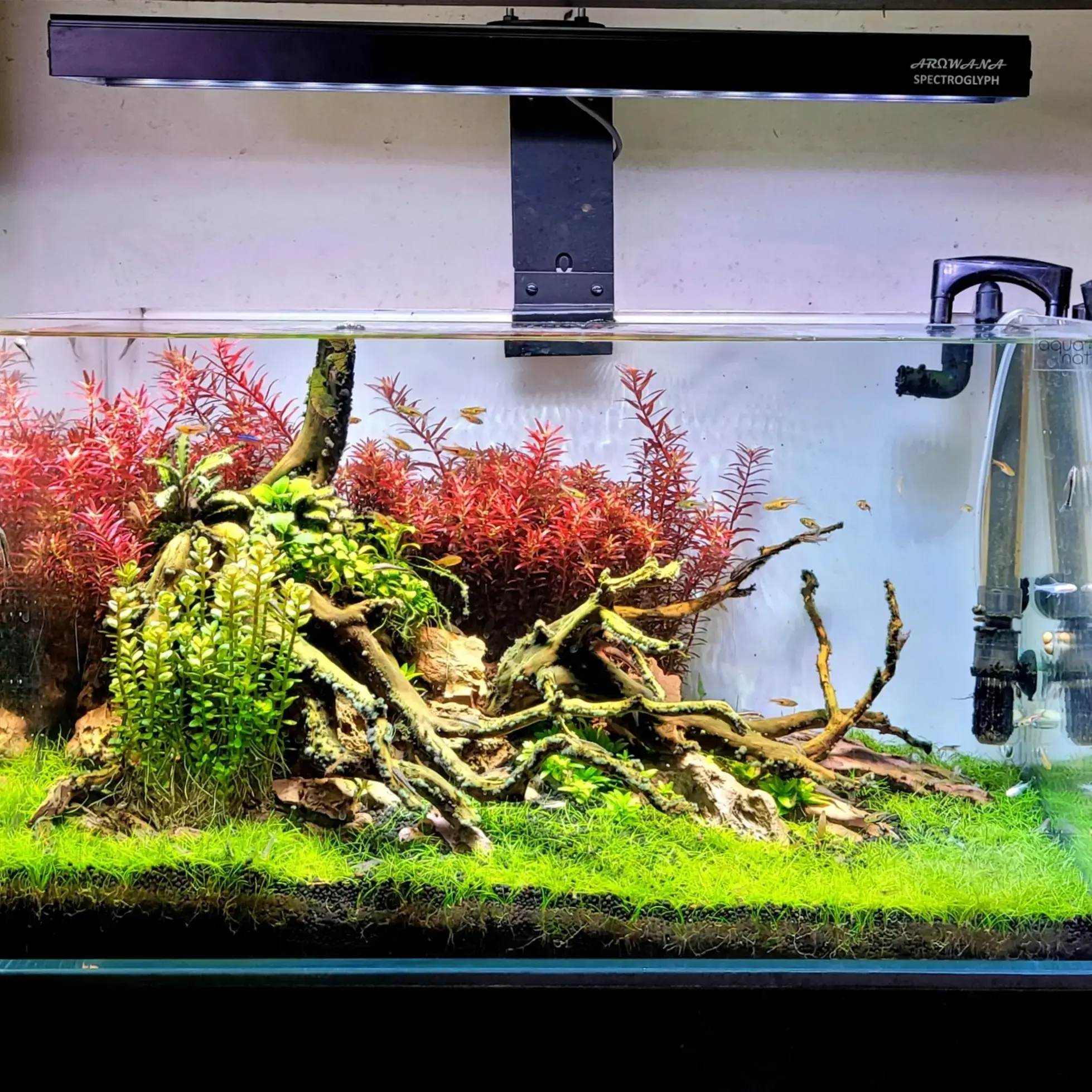 Buy Elysium WRGB Pro Aquascaping Light IoT controlled (Android