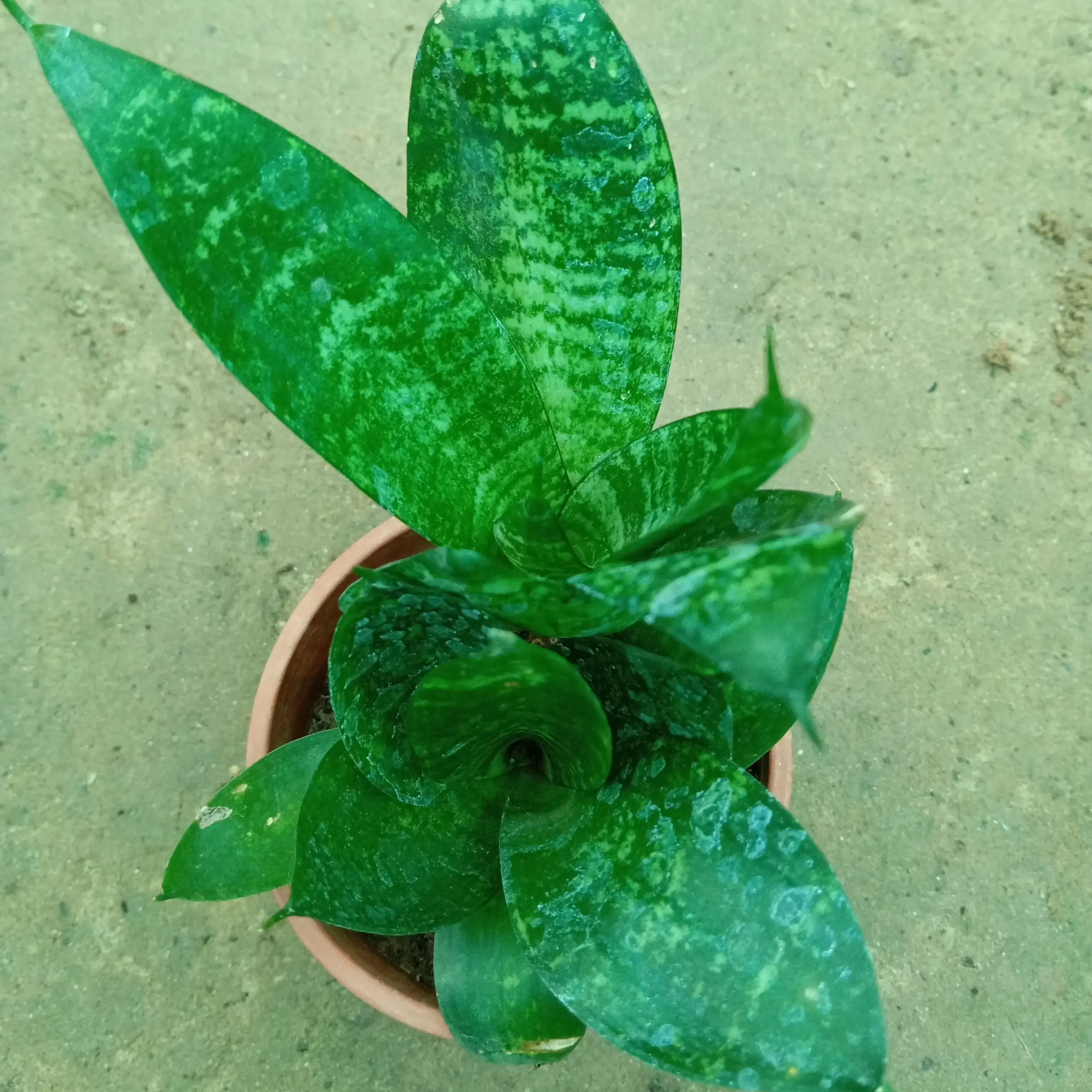 Buy Senseveria online at best price | J.K.PLANTSELLER NURSERY