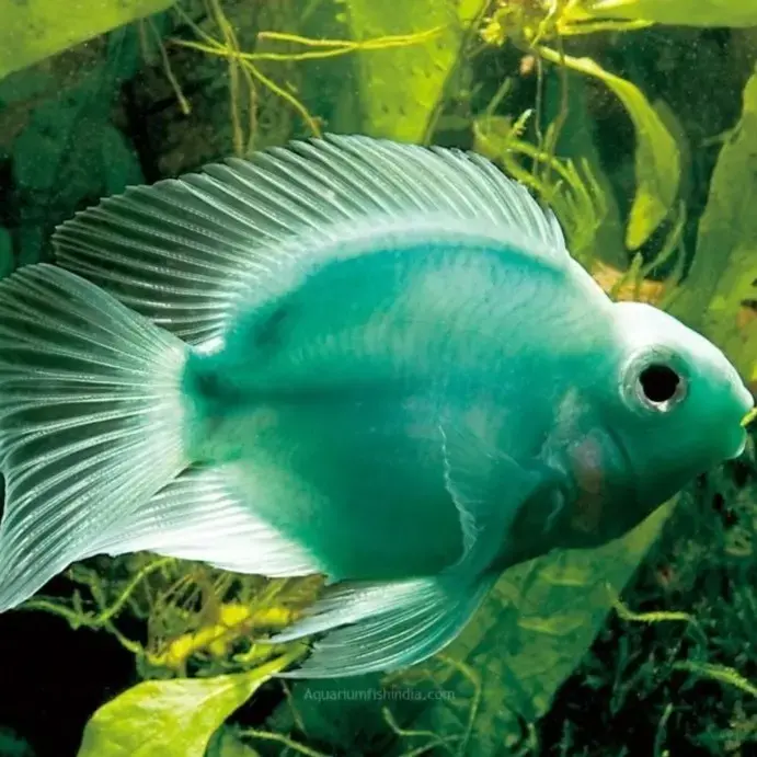 Buy GREEN PARROT FISH (3 INCH) online at best price Fishoppe