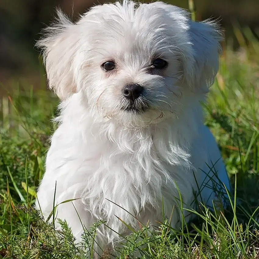 Buy Maltese Puppy online at best price Yash pet shop