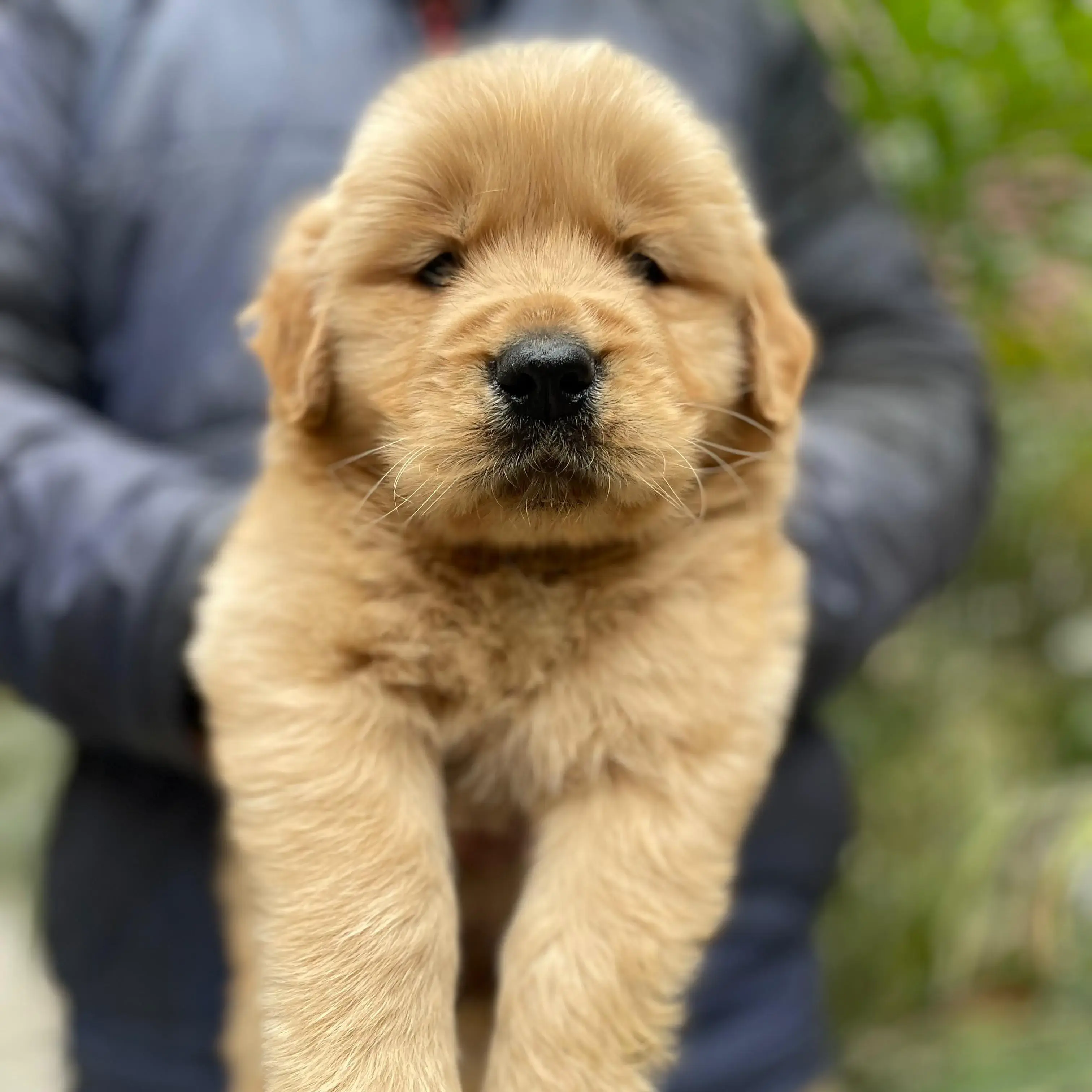 Golden Retriever Pet Store Dogs For Sale Buy Golden Retriever