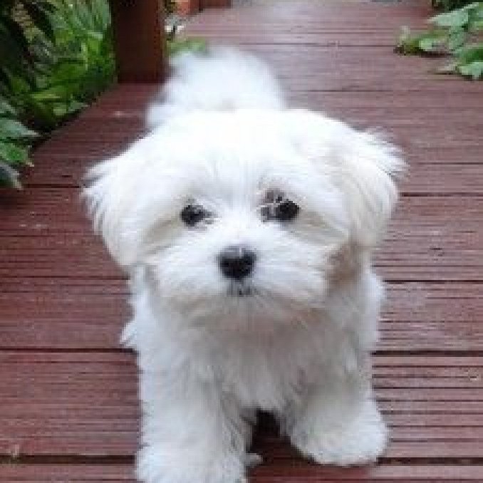 Male Maltese Dog Male Apricot Maltese Puppies Maltese Dogs And