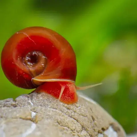 Ramshorn Snail - 1