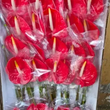 Anthorium Red - 1