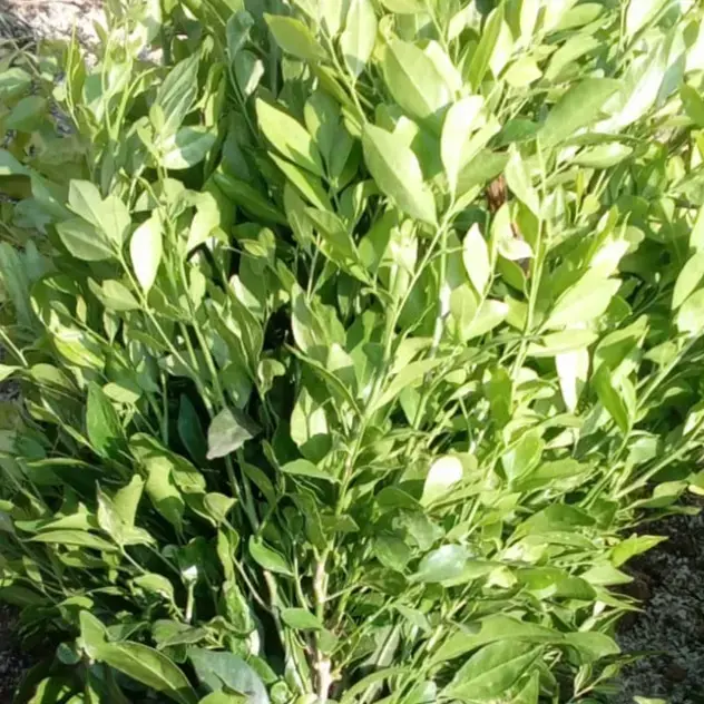 Kamini Leaves - 1