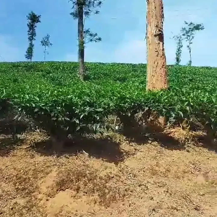 Tea Powder - 2