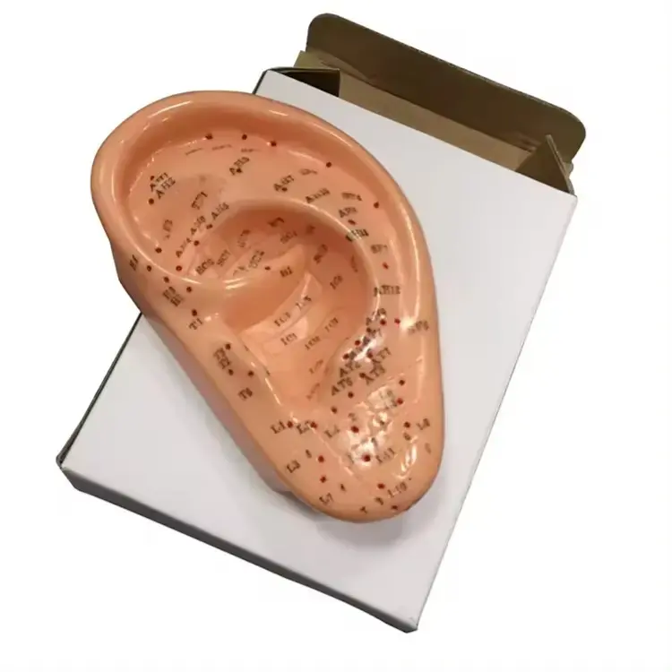 EAR MODEL - 1