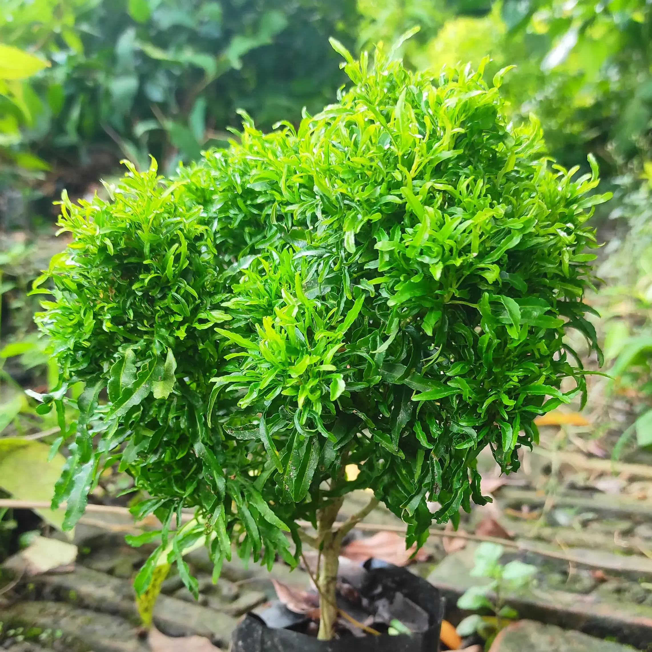 plants traps Fungus Gnat Traps for Indoor Plants