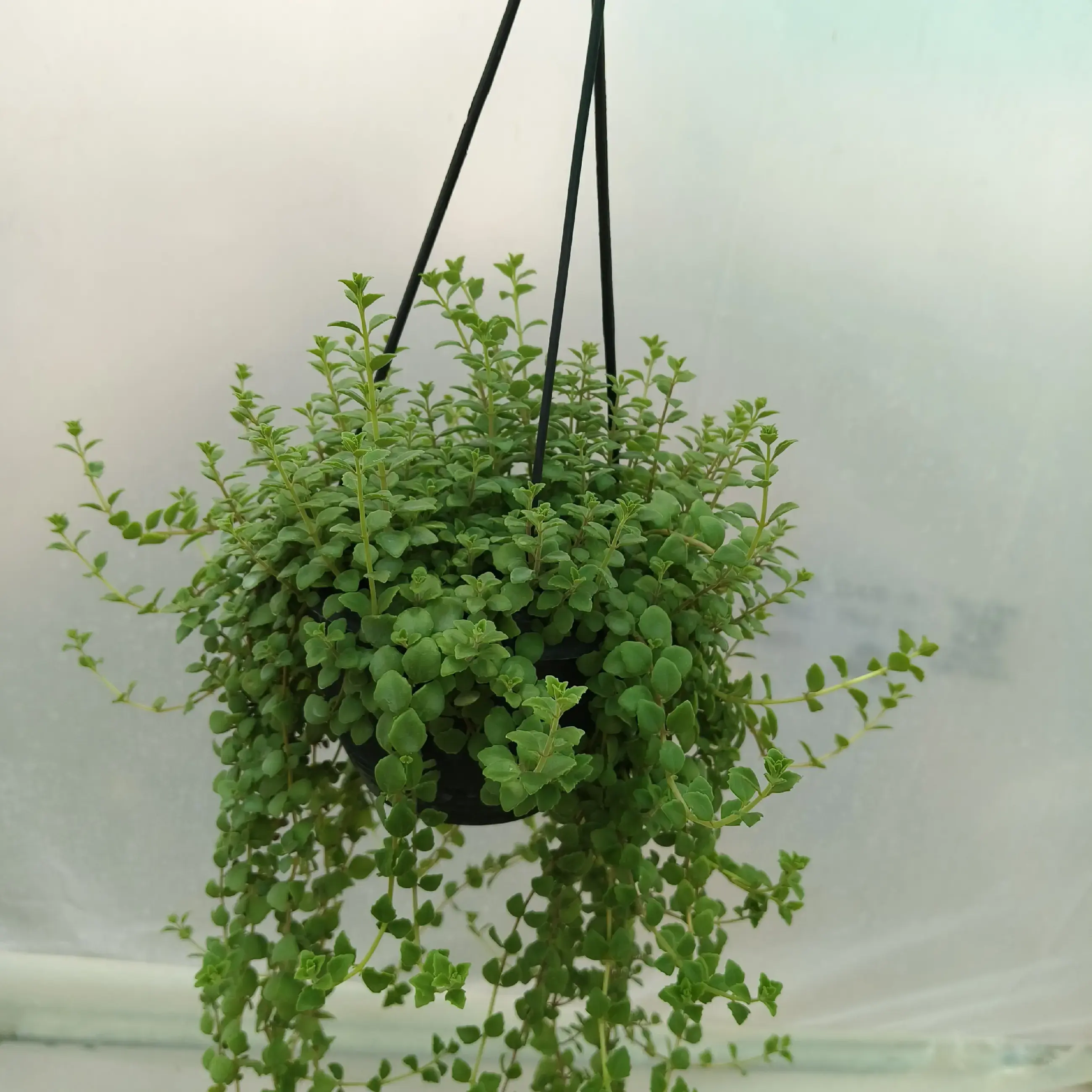 Buy Pilea Depressa Hanging Plants online at best price | Krishiratna Nursery