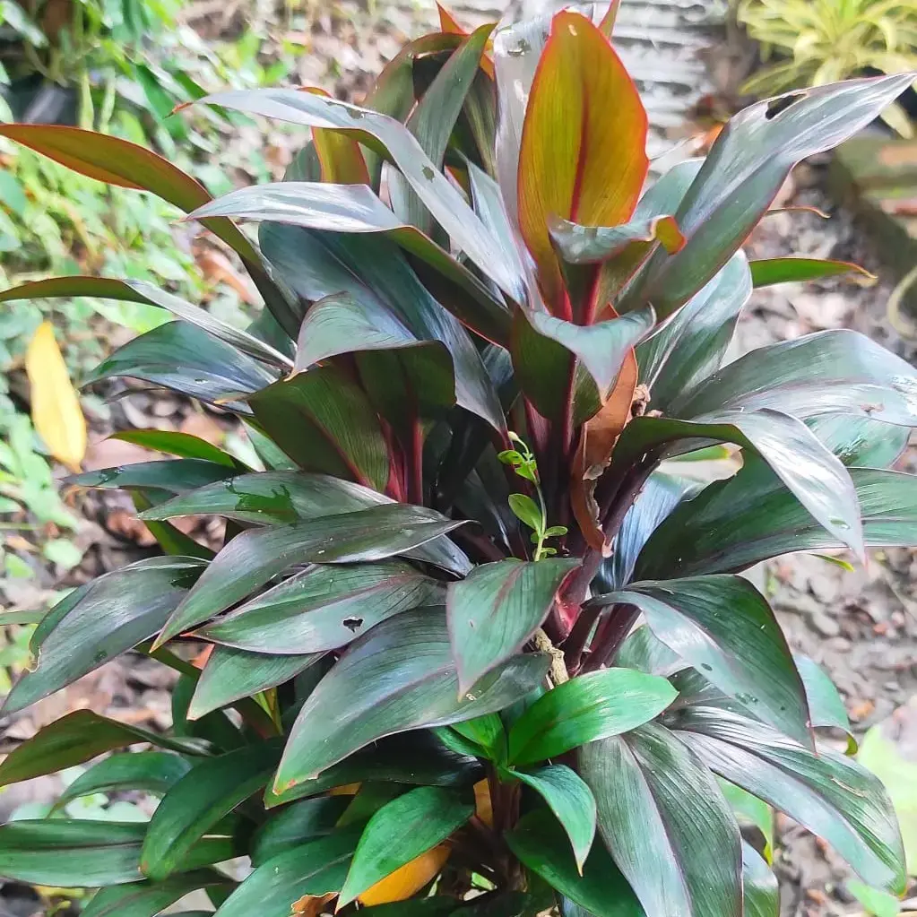 Buy Dracaena Mahatma Plant online at best price | Krishiratna Nursery