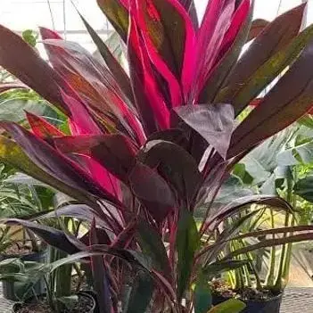 dracena pokemon Dracena 173/191 Pokemon Strmische Funken  PokeDirris