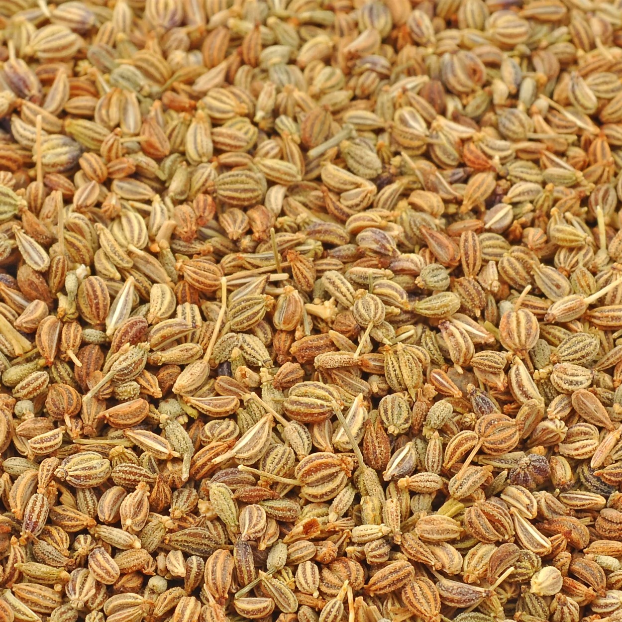 Ajwain - 1