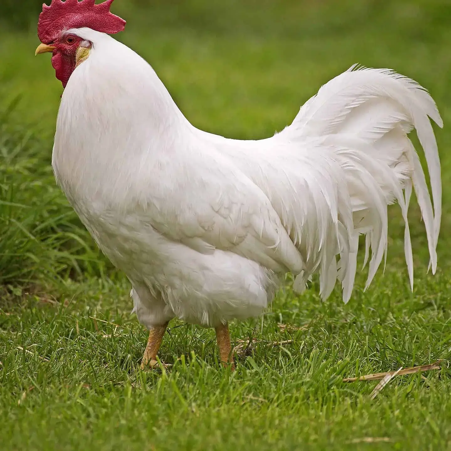 Chicken - 1