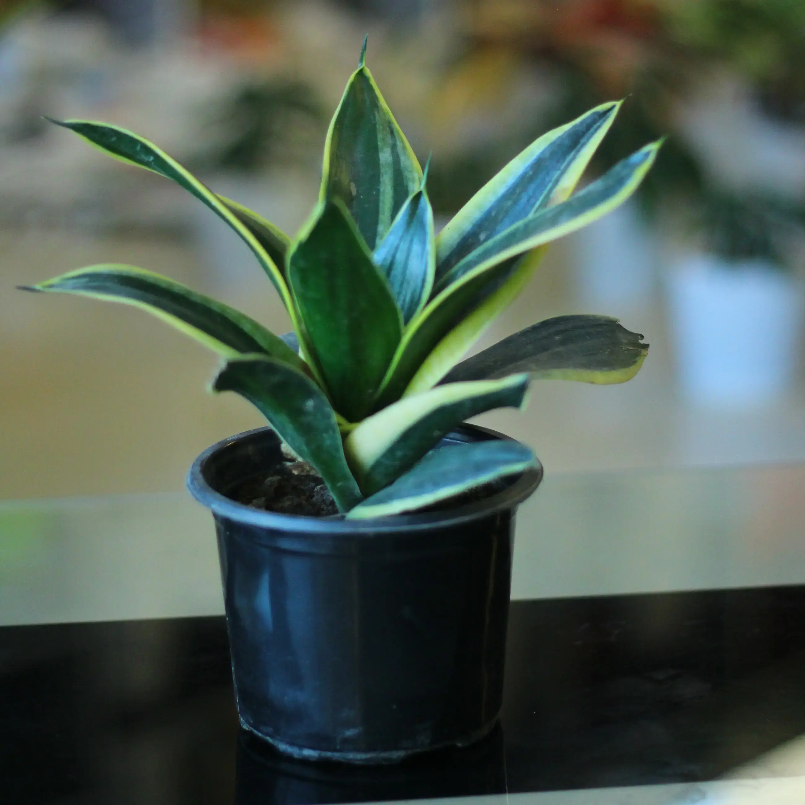 succulent plant subscription Succly Subscription Box