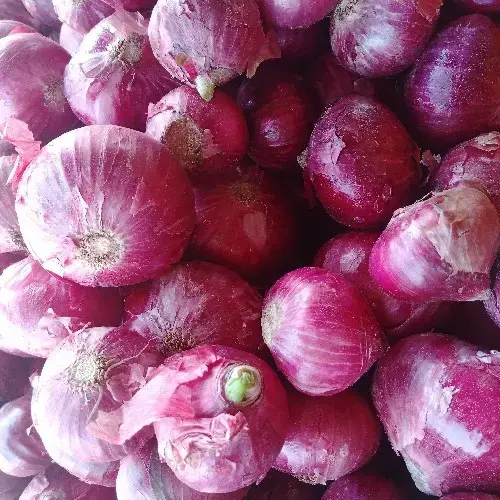 Onion New - 1