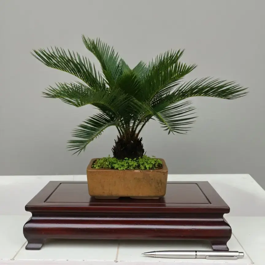 Buy Mini Cycas Bonsai  Symbol of Strength and Serenity online at best  price | Patel Collection