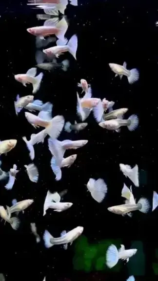 Albino Guppy Vs Black-Eye Guppy Difference: Key Traits Compared