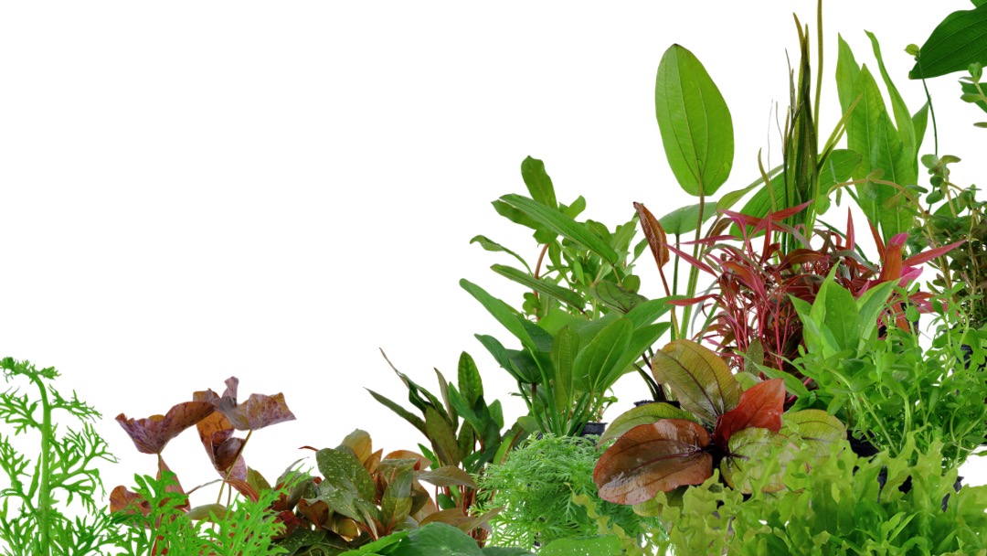 Main Banner Image 1