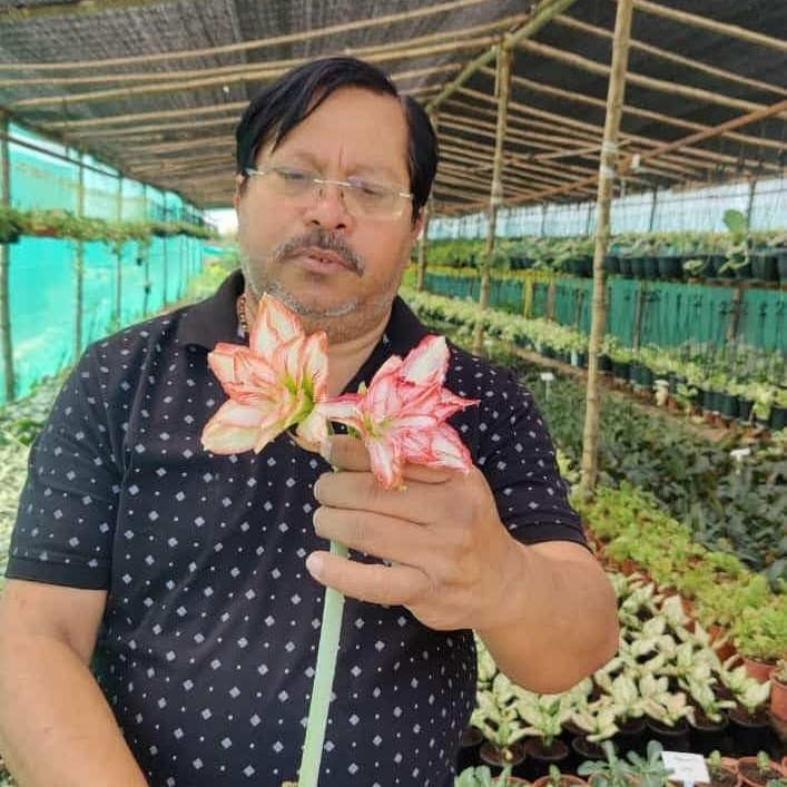 Flora Perennia Nursery, Patna Order Online