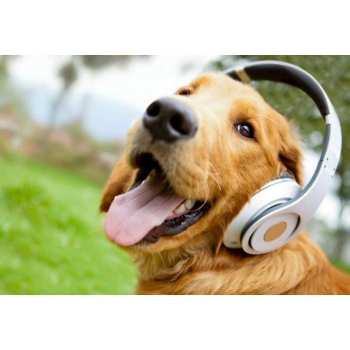 jhansi pet shop, jhansi Order Online