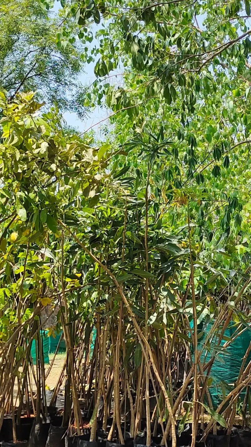 Buy Gudmar Plant (Gymnema sylvestre) (Adaptogenic plants) online at best  price | MANAS AYURVED