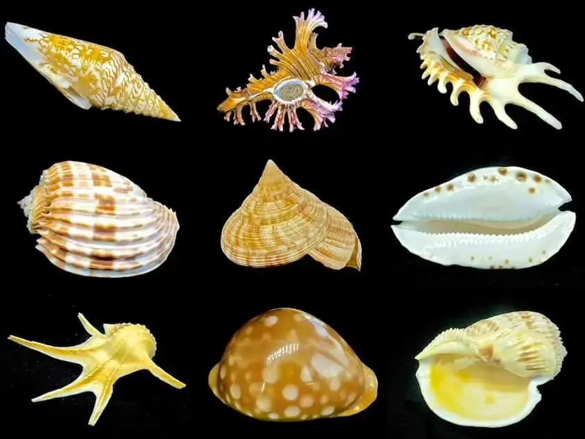 SOUTHINDIASEASHELLS.IN, Chennai - Order Online