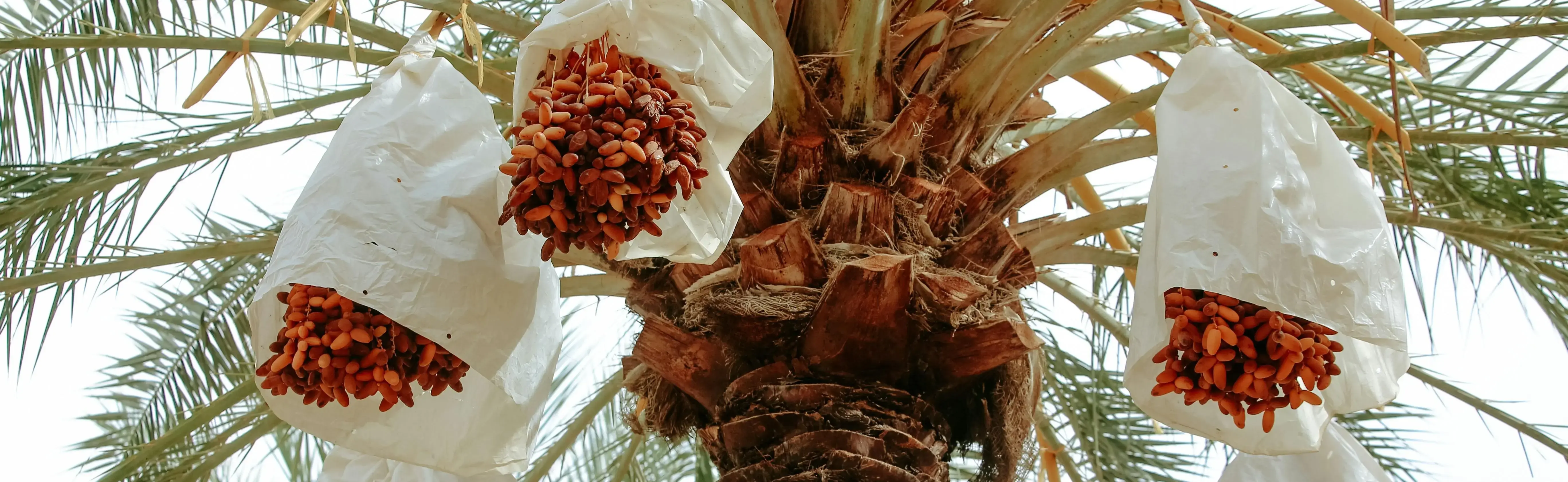 Handpicked premium dates in a natural setting