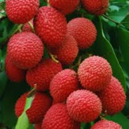 Litchi || 1 Kg - 1